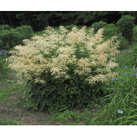 aruncus-062625-500px_1856063102