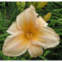 AUNT MAZY'S LINEN (VT)