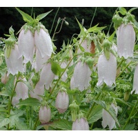 2nd Year Campanula punctata hondoensis