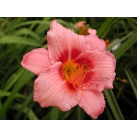 daylilies: DECATUR CHERRY SMASH