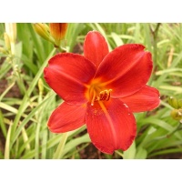 daylilies: DEWEY ROQUEMORE