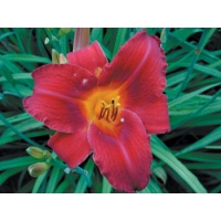 daylilies: VIRTUALLY VELVET (VT)