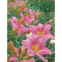 daylilies: VISIBLE TALENT (VT)