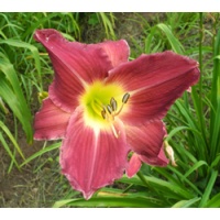 daylilies: VIVID VIOLET (VT)