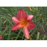 daylilies: WATERMELON SUMMER (VT)
