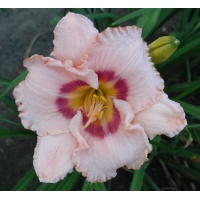 daylilies: WEBSTER LUPTON