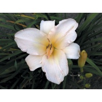 daylilies: WHITE FANTASY