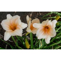 daylilies: WHY NOT (VT)