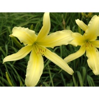daylilies: YELLOW RIBBON