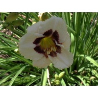 daylilies: BRIC-A-BRAC