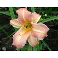 daylilies: ELIZA'S CALM (VT)