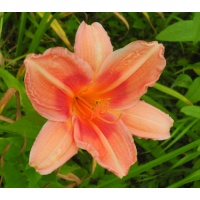 daylilies: OLALLIE ZACHARY GEORGE(8-05) (VT)