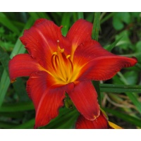 daylilies: OLALLIE PIPPIN TROUBLE (+15) (VT)