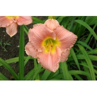 daylilies: BRIDAL SUITE