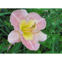 daylilies: BRIDGETON CLOISONNE