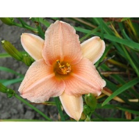 daylilies: RIVER PROMENADE (VT)