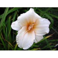 daylilies: DIMPLED CHEEKS (VT)