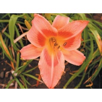 daylilies: BRINDLEE BEAUTY