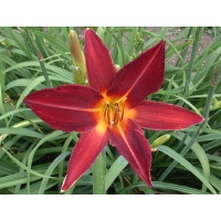 daylilies: BURGUNDY STAR (VT)