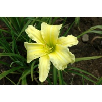 daylilies: BUTTER LEMON (VT)