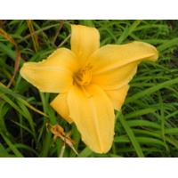 daylilies: BUTTERSCOTCH RING (VT)
