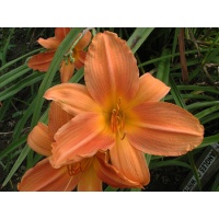 daylilies: A RIPE PEACH (VT)