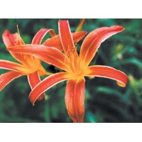 daylilies: AABACHEE