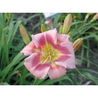 daylilies: ADDIE BRANCH SMITH
