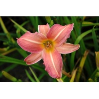 daylilies: 666 (VT)