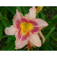 daylilies: CLINCHER