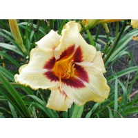 daylilies: DON STEVENS