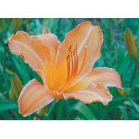 daylilies: SWEET PUMPKIN (VT)
