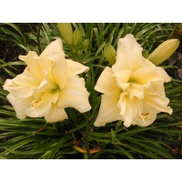 daylilies: SHAMROCK DOUBLE LEMON