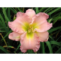 daylilies: SCINTILLATION IN PINK