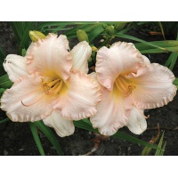 daylilies: PEACH WHISPER