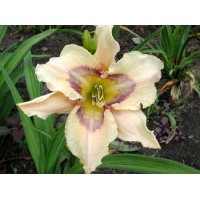 daylilies: ISLE OF DREAMS