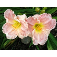 daylilies: EMILY'S JOY