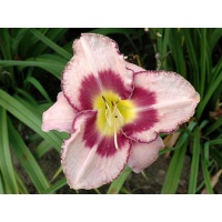 daylilies: EDGE AHEAD