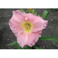 daylilies: DREAMWORLD