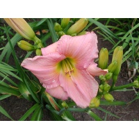 daylilies: COURT CONCUBINE