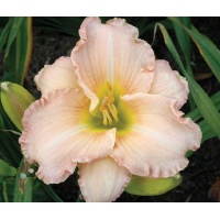 daylilies: ATLANTA SWEET MEMORIES
