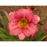 daylilies: CAROLUS