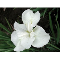 daylilies: Iris siberica GULL'S WING
