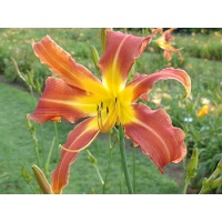 daylilies: CHALLENGER
