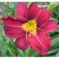 daylilies: LUSTY LELAND type (VT)