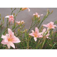 daylilies: CHAMELEON FLOWER (VT)