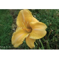 daylilies: ORANGE DISCUS