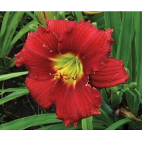 daylilies: SILOAM CHERRY CHIMES
