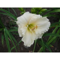 daylilies: TUESDAY