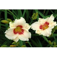 daylilies: WINK AND SMILE